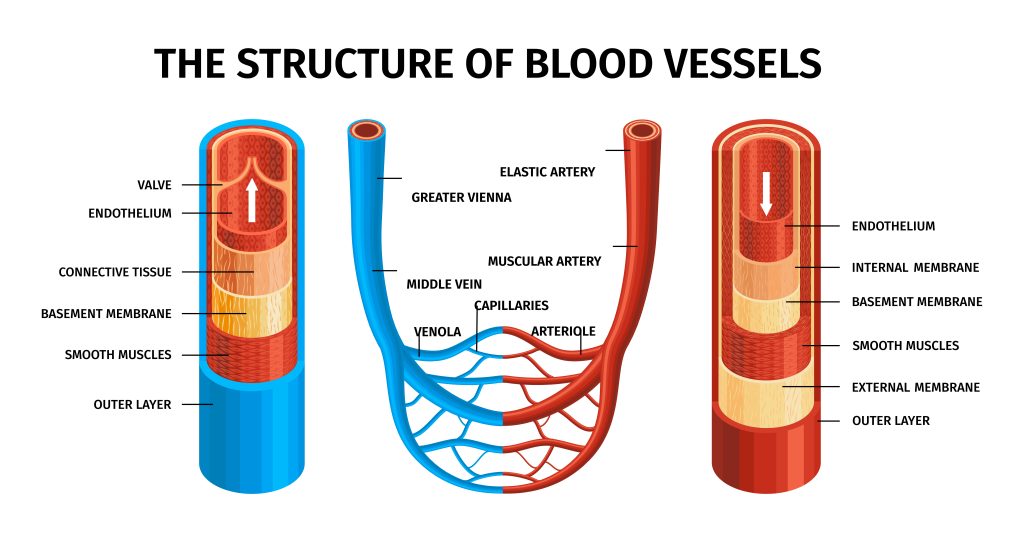  الهيكل الوظيفي العام للأوعية الدموية في الرأس